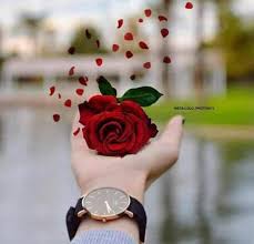 Sk Baloch Beautiful Roses Beautiful Rose Flowers Beautiful Flowers