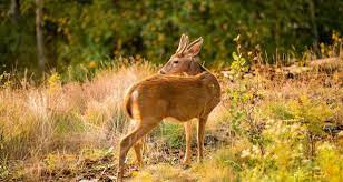 صور حيوانات الغابة بالكامل hd اجمل صور خلفيات الحيوانات ميكساتك deer pictures animals deer