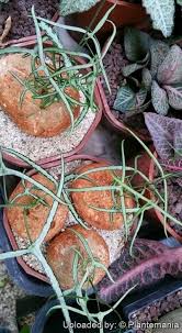 Image result for Adenia kirkii