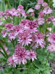 Image result for Astrantia major `Roma`
