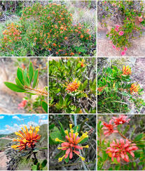 Image result for Pavetta sp. F