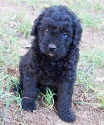 Double Doodle Dogs Info Temperament Training Puppies Pictures Double Doodle Dog Double Doodle Double Doodle Puppies