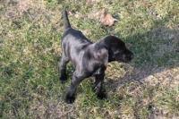 Read our useful breed guide to find out if a gsp puppy is right for you. German Shorthaired Pointer Breeders Near Traverse City Michigan