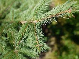 If looking to plant a conifer, add any one of these to your list. Coniferous Plant Info Tips For Growing Various Conifer Tree Types