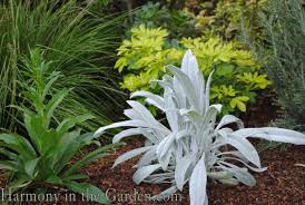 Image result for Stachys nemorivaga