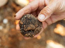 Cómo cocinar trufas cannábicas : Trufa Negra El Oro De La Alta Cocina The Gourmet Journal Periodico De Gastronomia
