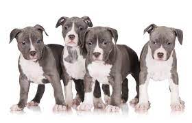For amazing blue nose pitbull puppies for sale shipped throughout the united states and. Blue Pit Bull Puppies Lovetoknow