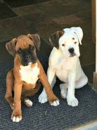 Few dogs have the presence and personality of a boxer. 220 Beautiful Boxers Ideas Boxer Dogs Boxer Love Boxer Puppies