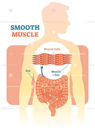 Smooth and cardiac muscle are contractile cells found in the walls of blood vessels and the heart, respectively. Smooth Muscle Vector Illustration Diagram Muscle Medical Knowledge Human Body Systems