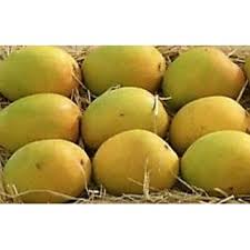 Do i pry the seeds apart? Buy Alphonso Pack Of 1 All Seasons Mango Seed Online 699 From Shopclues