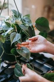 Image result for Philodendron