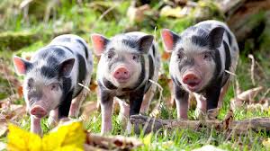 Learn What To Feed Your Pig And The Differences Between The Many Types Of Pig Feed Learn How Save Money Making Your Own Hog Feeds Pig Raising Pigs Pigs Eating