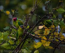 Parrots, Pandemonium and Parakeets… – SCIENCE NEXT DOOR