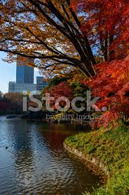 koishikawa korakuen garden in autumn in