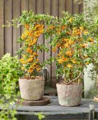 Image result for Pyracantha coccinea soleil d'or