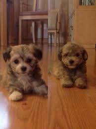 These affectionate and loyal maltipoo puppies are a cross between a maltese and a miniature poodle. Maltipoo Puppies For Sale In Largo Florida Classified Americanlisted Com