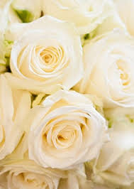 Description and characteristics of long plants, especially planting and maintenance of hybrid tea rose, agricultural machinery. Great John Street Hotel Manchester Blog Dominic Wright Rosensorten Blumen Blumendeko