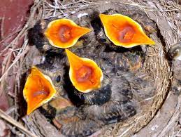 How long do robins sit on their eggs? How Do Robins Grow From Egg To Flight Part 3 Carolyn S Online Magazine