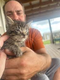 If you're gonna get a kitten from someone take care of it don't treat it  bad or leave it behind!!!!! These animals are family too and there's so  many cats & dogs