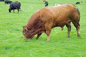 A Large Beefy Bull Grazing In A Field Stock Photo, Picture and Royalty Free  Image. Image 86936073.