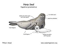 Pin By Kathy Nielsen On Arctic Unit Harp Seal Birth Animal Baby Seal