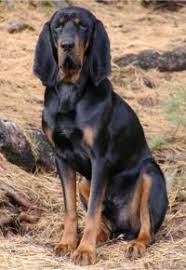 Black And Tan Coonhound Puppies For Sale In Pa Pin On Miracles With Paws