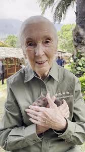 Meet HeroRAT Jane! This lovely rat is learning to detect trafficked  wildlife products like pangolin scales, helping to protect endangered  species. 💚 🎁 For just $9/month, you can adopt Jane and support