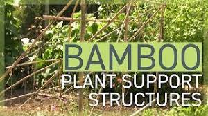 Bamboo and twine | seedsavers. Bamboo Plant Support Structures Youtube