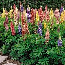 I hope this helps and inspires you to try them! Amazon Com Outsidepride Russell Lupine Plant Flower Seed 1 Lb Garden Outdoor