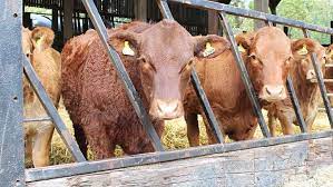 How much does a cow weigh? How Beef Farmer Is Achieving Gross Margin Of 370 A Cow Farmers Weekly
