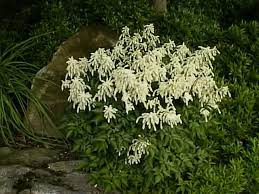 Astilbe How To Grow And Care For A False Spirea Plants Astilbe Chinensis Garden Helper Gardening Questions And Answers