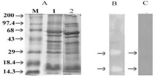 Spiders' venom was reached by a group of. Pdf Hippasa Agelenoides Spider Venom Gland Extract Exhibits Myotoxic Fibrino Gen Lytic And Platelet Agregation Inhibitory Properties Semantic Scholar