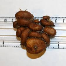 Image result for Ferraria glutinosa