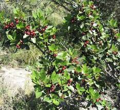 Image result for Rhamnus staddo