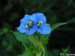 Image result for Commelina latifolia