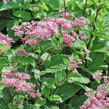 Image result for Pycreus mortonii