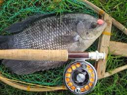 Satu Dari Beberapa Jenis Ikan Air Tawar Ini Merupakan Ikan Yang Cukup Ganas Dan Agresif Saat Dipancing Tak Jarang Ikan Ini Memutuska Ikan Ikan Air Tawar Kolam