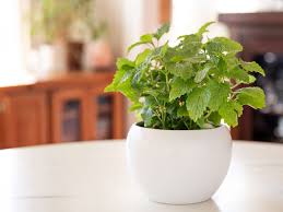Edges of hydrangea leaves turning brown. Lemon Balm Indoor Plant Care Growing Guide