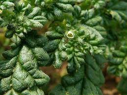 Image result for Coldenia procumbens