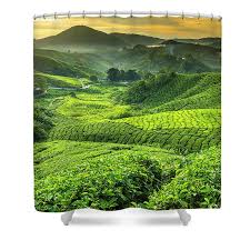 Check spelling or type a new query. Malaysia Pahang Cameron Highlands Shower Curtain For Sale By Cescassawin