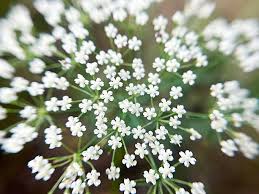 Image result for Pimpinella afra