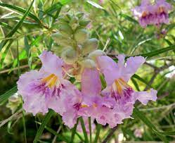 Flower clusters bloom in may and june, featuring white flowers with purple stripes and yellow spots. Chilopsis Wikipedia