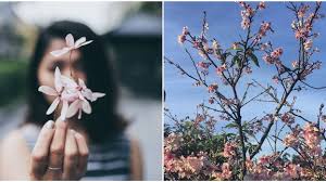 Generally, we can expect trees to bloom around the same time each year. Cherry Blossoms Bloom In Florida At This Japanese Garden In The Spring Narcity