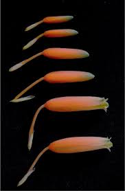 Image result for Aloe rulkensii