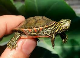 Turtles and turtle tank supplies. Western Painted Turtles For Sale The Turtle Source