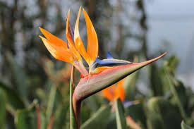 Image result for Strelitzia
