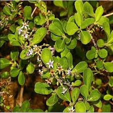 Image result for Ehretia obtusifolia