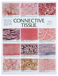 Pin By Kaylee Osborne On Yep Tissue Biology Human Anatomy And Physiology Anatomy And Physiology Textbook