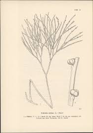 Image result for Cheilanthes angustifrondosa