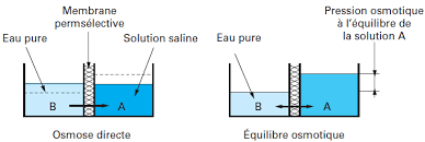 Non seulement ce dernier permet de dessaler i'eau de mer. Traitement De L Eau Les Membranes De Dessalement Degremont